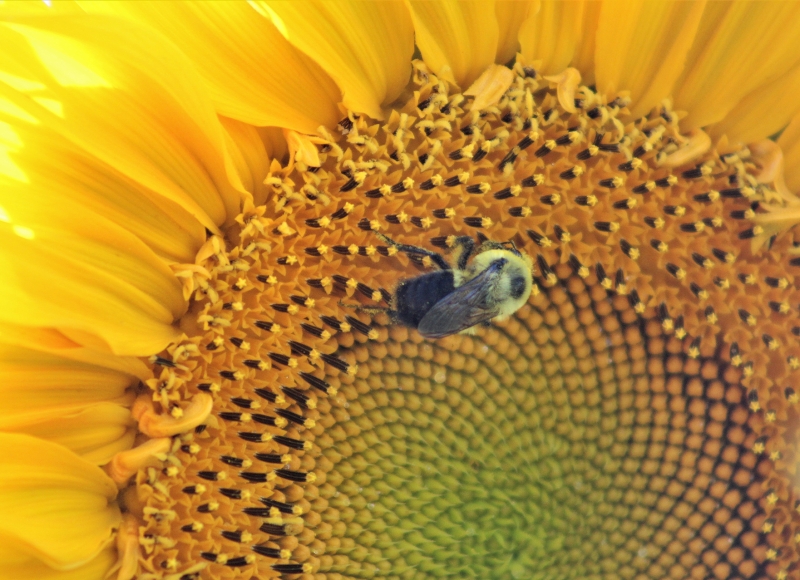 bee on a sunflower. Photo: Samantha Chisholm Hatfield 2022